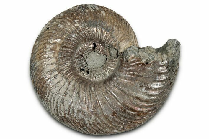 Iridescent, Pyritized Ammonite (Quenstedticeras) Fossil - Russia #336212